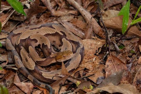 Copperhead Snake Habitat