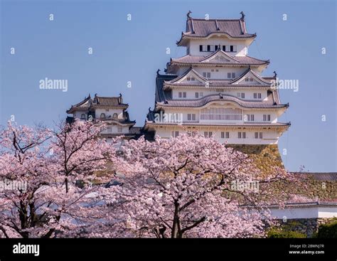 Himeji castle during the cherry blossom sakura season in Himeji, Hyogo Prefecture, Japan Stock ...