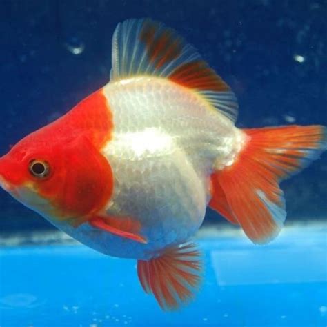 Goldfish Breeding: Thorough Guidance for Successful Reproduction - Learn About Nature