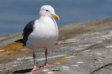 Close Up Photo of a Seagull · Free Stock Photo