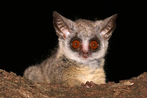 Lesser Bush baby (Galago senegalensis) - Shadows Of Africa