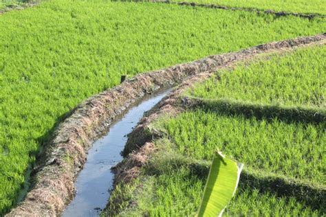 Rice Field Irrigation stock photo. Image of asia, farmland - 19269776