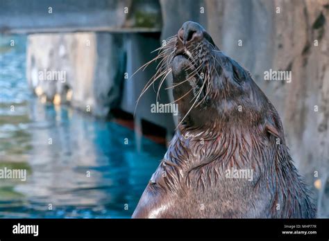 A seal close up portrait Stock Photo - Alamy