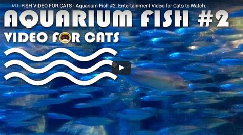 FISH VIDEO FOR CATS - Aquarium Fish #2. Entertainment Video for Cats to Watch. — TV BINI