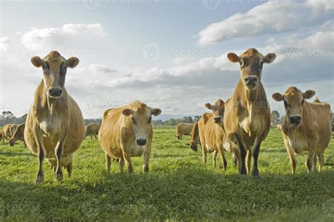 Four cows 846079 Stock Photo at Vecteezy