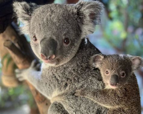 Baby koala is out of the pouch; L.A. Zoo welcomes new joey - Los Angeles Times