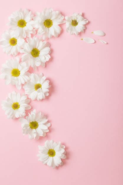 Premium Photo | White flowers on light pink background