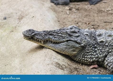 Crocodile Close Up Eyes Closed. Stock Photo - Image of tropical, nature ...