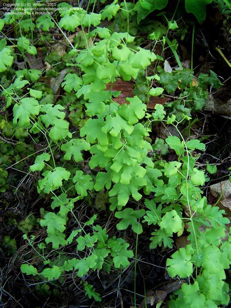 PlantFiles Pictures: American Climbing Fern, Creeping Fern, Hartford Fern, Windsor Fern ...