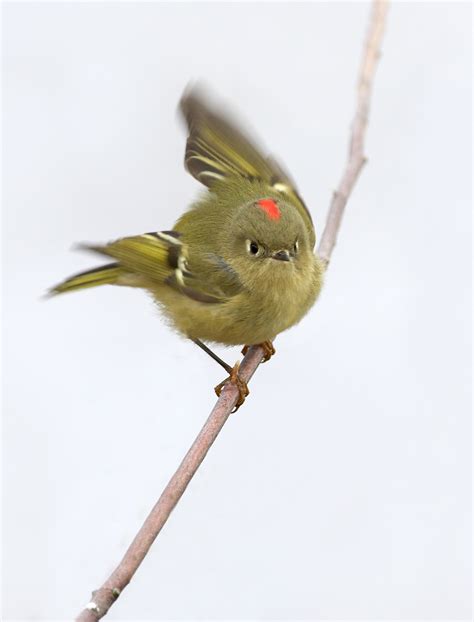 Winter Birdwatching | Longwood Gardens