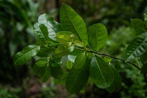 Nearly extinct Pernambuco holly tree found thriving in urban Brazil after two centuries — Daryo News