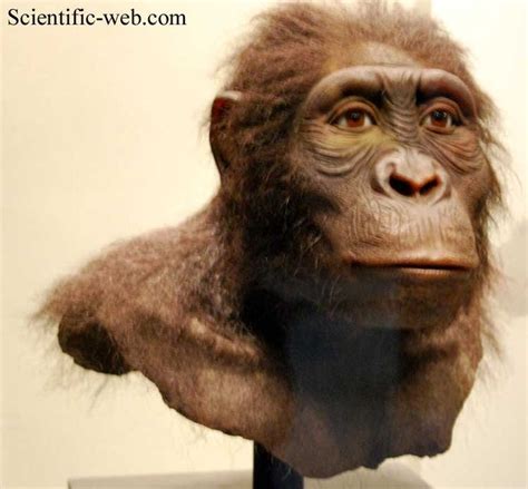 Australopithecus anamensis- reconstruction by W. Schnaubelt & N. Kieser | Hominidos, Antropología