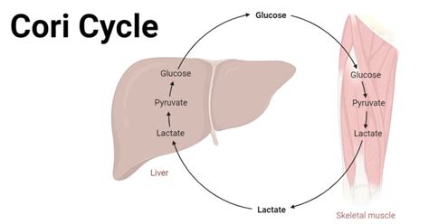 Cori Cycle: Key Steps, Regulations, Importance