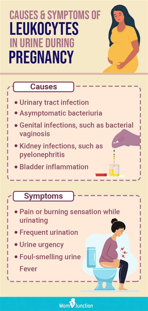 What Do Leukocytes In Urine Mean?, 54% OFF