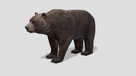 Brown Bear - Buy Royalty Free 3D model by RedDeer (@billl90) [3be130e ...