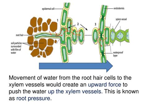 Root Pressure Diagram