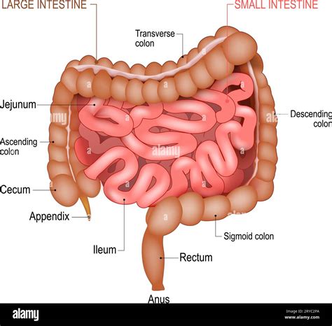 Anatomy of the Small Intestine and large bowel. Medical diagram. Part ...