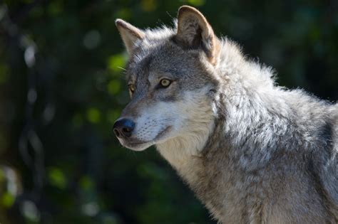 Natural Resources Board approves DNR's wolf management plan - WPR