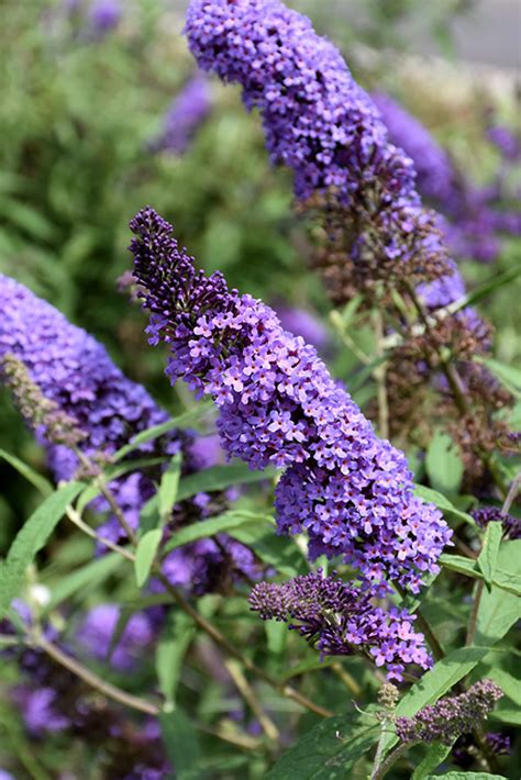 Purple Emperor Butterfly Bush (Buddleia davidii 'Purple Emperor') in Columbus Dublin Delaware ...