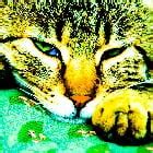 Cats in Pain: Prompt Veterinary Intervention/ Treatment are Crucial – PoC