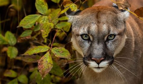 Cougars in Washington State: History, Habitat, and More!