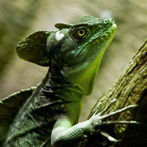 Plumed Basilisk | Reptiles pet, Reptiles and amphibians, Lizard
