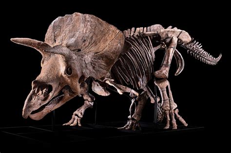 Big triceratops was healing a hole in its head - Ars Technica