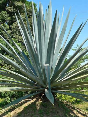 Lg. True Blue Tequila Agave Plant, Weber Azul (agave tequilana) – Urban Xeriscape