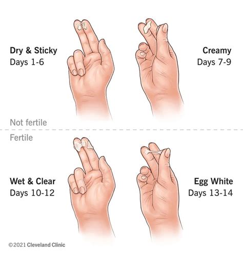 Cervical Mucus: Chart, Stages, Tracking & Fertility (2022)