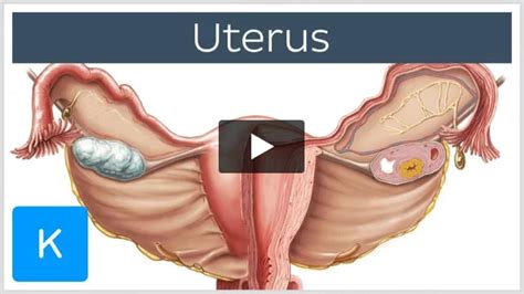 Perimetrium: Anatomy, histology and function | Kenhub