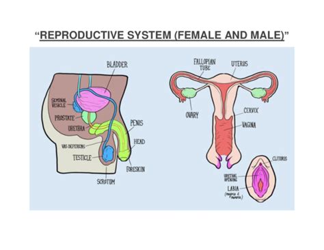 (DOC) " REPRODUCTIVE SYSTEM (FEMALE AND MALE) " | Bernadette Roxas - Academia.edu