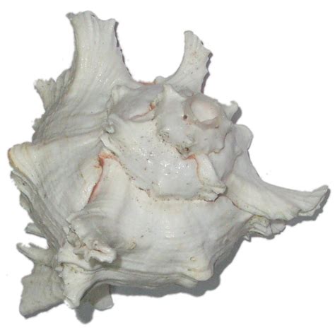 Natural Garuda Shankh Conch Sea Shell - A0350-07 - Season Bazaar