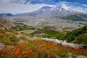 Mt St Helens Wildflowers | Colleen Easley