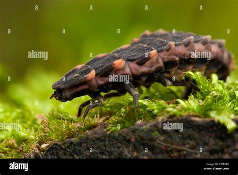 glowworm, glow-worm, great European glow-worm beetle (Lampyris noctiluca), female sitting on the ...