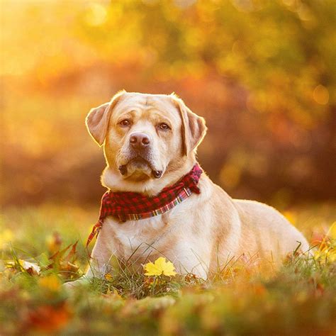 Beyond the Fence | Adventure Dog Photography in Boston, MA and NH