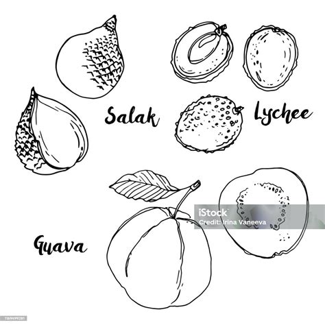 Salak Lychee Jambu Biji Buahbuahan Ditarik Oleh Garis Di Latar Belakang ...