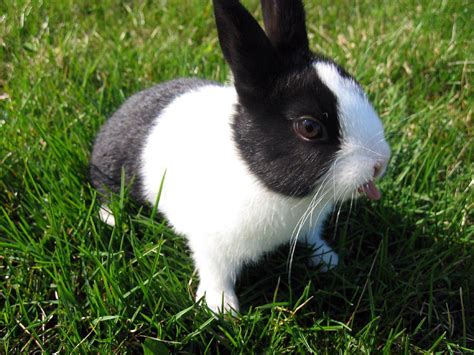 PETS: Dutch Rabbit