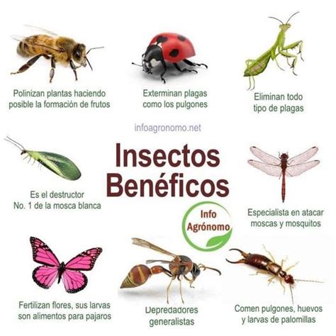 Insectos beneficiosos para el huerto