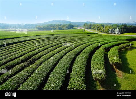 Landscape of tea plantation in Chiang Rai, Thailand Stock Photo - Alamy