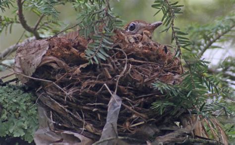 Wood Thrush Nest - 10,000 Birds