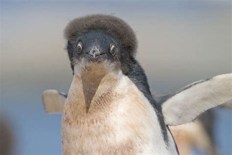 Adelie Penguin Chick - Animal Facts and Information