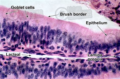 Goblet Cells In Small Intestine | ubicaciondepersonas.cdmx.gob.mx