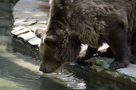 HD wallpaper: brown bear drinking water, Thirsty, grizzly, grizzly bear ...