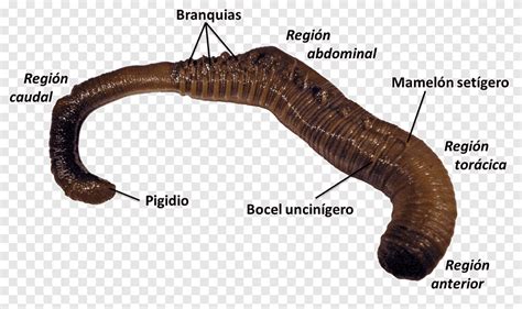 Mealworm Anatomy - Kopler Mambu