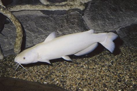 Albino channel catfish | Cool fish, Freshwater aquarium fish, Freshwater catfish