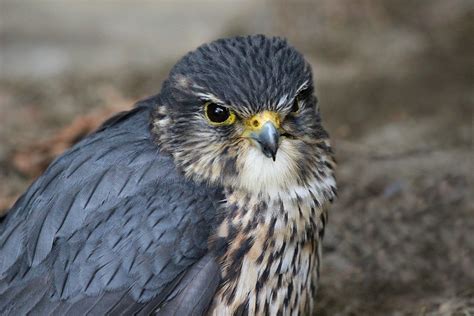 Taiga Merlin falcon - FeederWatch