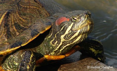 Yellow-bellied slider turtle - Merci Project