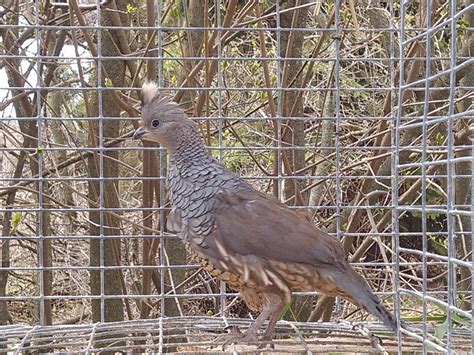 Texas Blue Scale Quail Eggs - West Michigan Game Birds