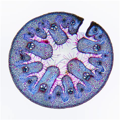 Marram grass under the microscope | Talpa | Blipfoto