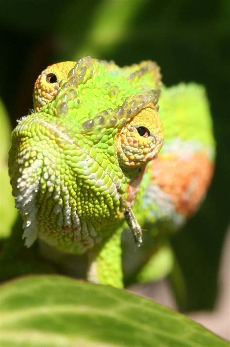 Free Chameleon Eyes Stock Photo - FreeImages.com